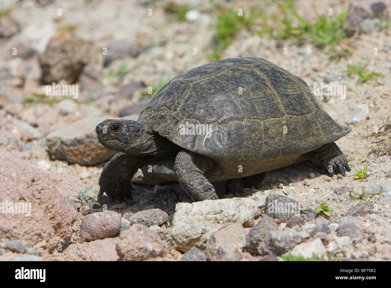 Sporn-thighed Tortoise Testudo Graeca Ibera zu Fuß auf felsigen Strecke in Lesbos, Griechenland im April. Stockfoto