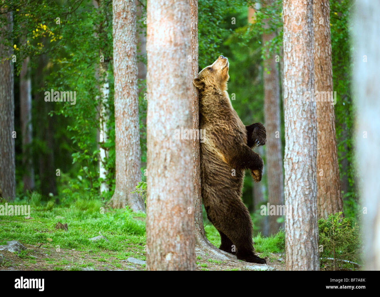 Grizzly Bear Rücken kratzen Stockfoto