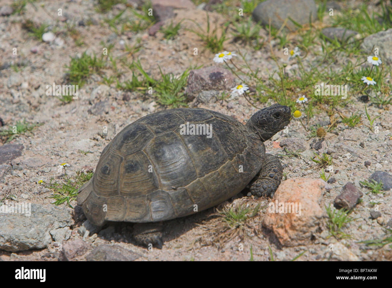 Sporn-thighed Tortoise Testudo Graeca Ibera zu Fuß auf felsigen Strecke in Lesbos, Griechenland im April. Stockfoto