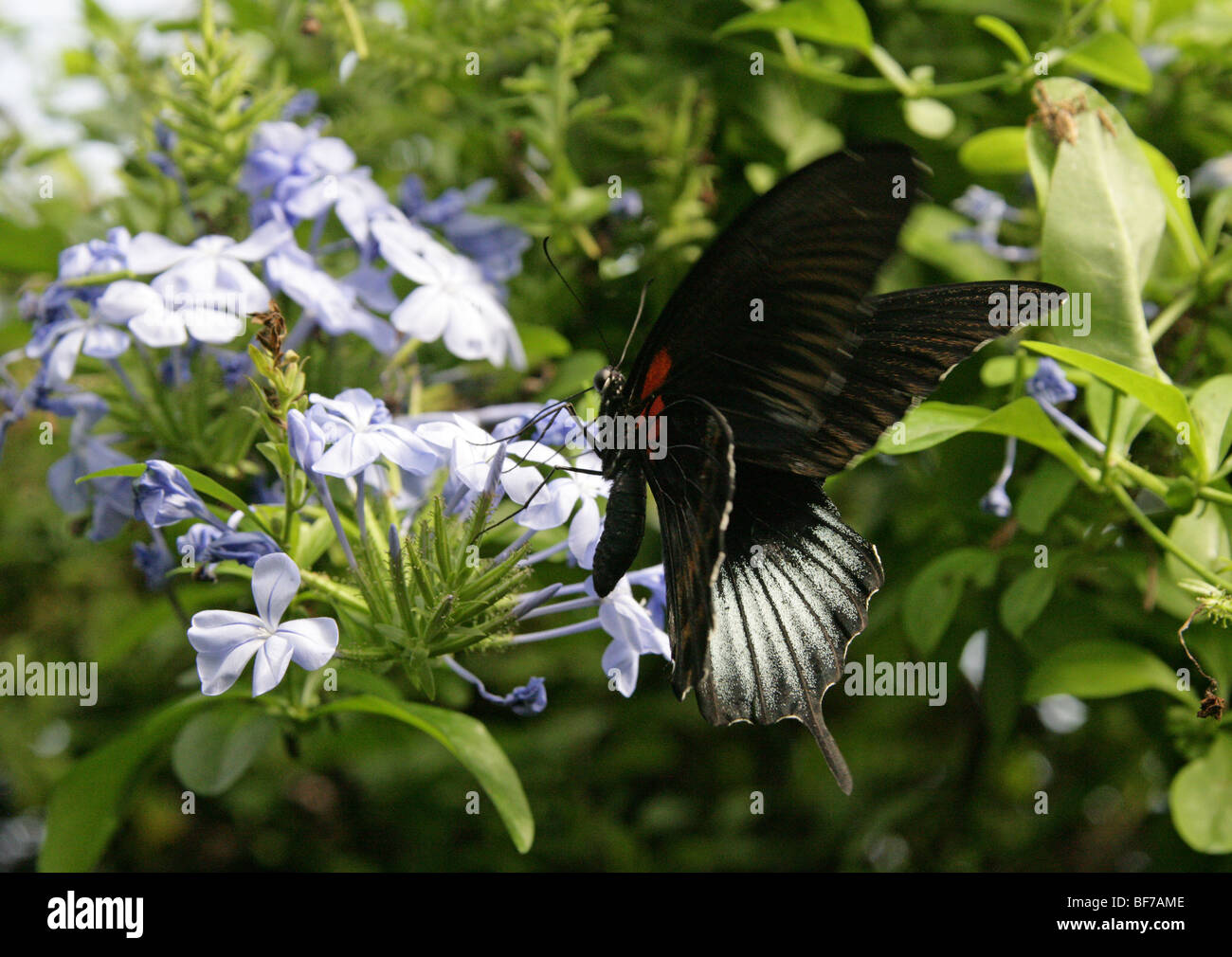 Großer Mormonen-Schwalbenschwanz-Schmetterling, Papilio memnon, Papilioniiden. Südostasiens Stockfoto