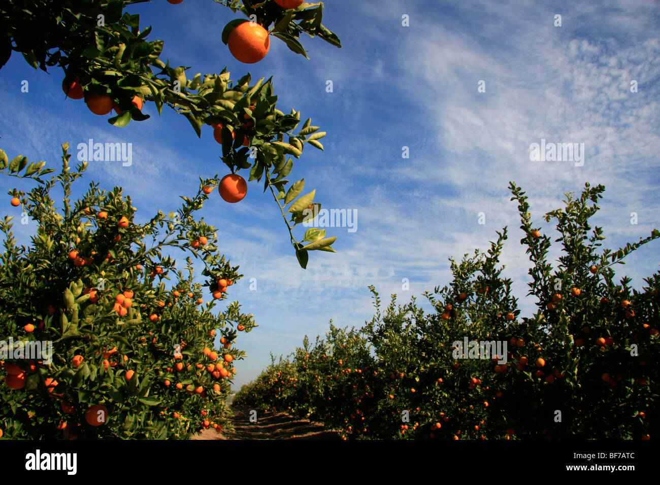 Israel, führte Region, Orangenhain Weg 353 Stockfoto