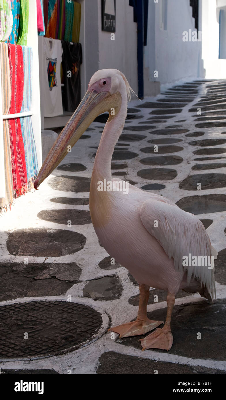 Petros der Pelikan auf der Insel Mykonos, Griechenland Stockfoto