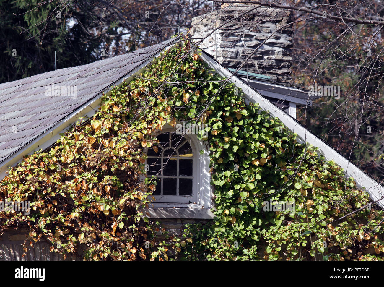 Ein Efeu bedeckt Landhaus aus Stein. Gedreht im Herbst ist der Efeu Farbe Farbwechsel. Es gibt auch ein gewölbtes Fenster an der Spitze. Stockfoto