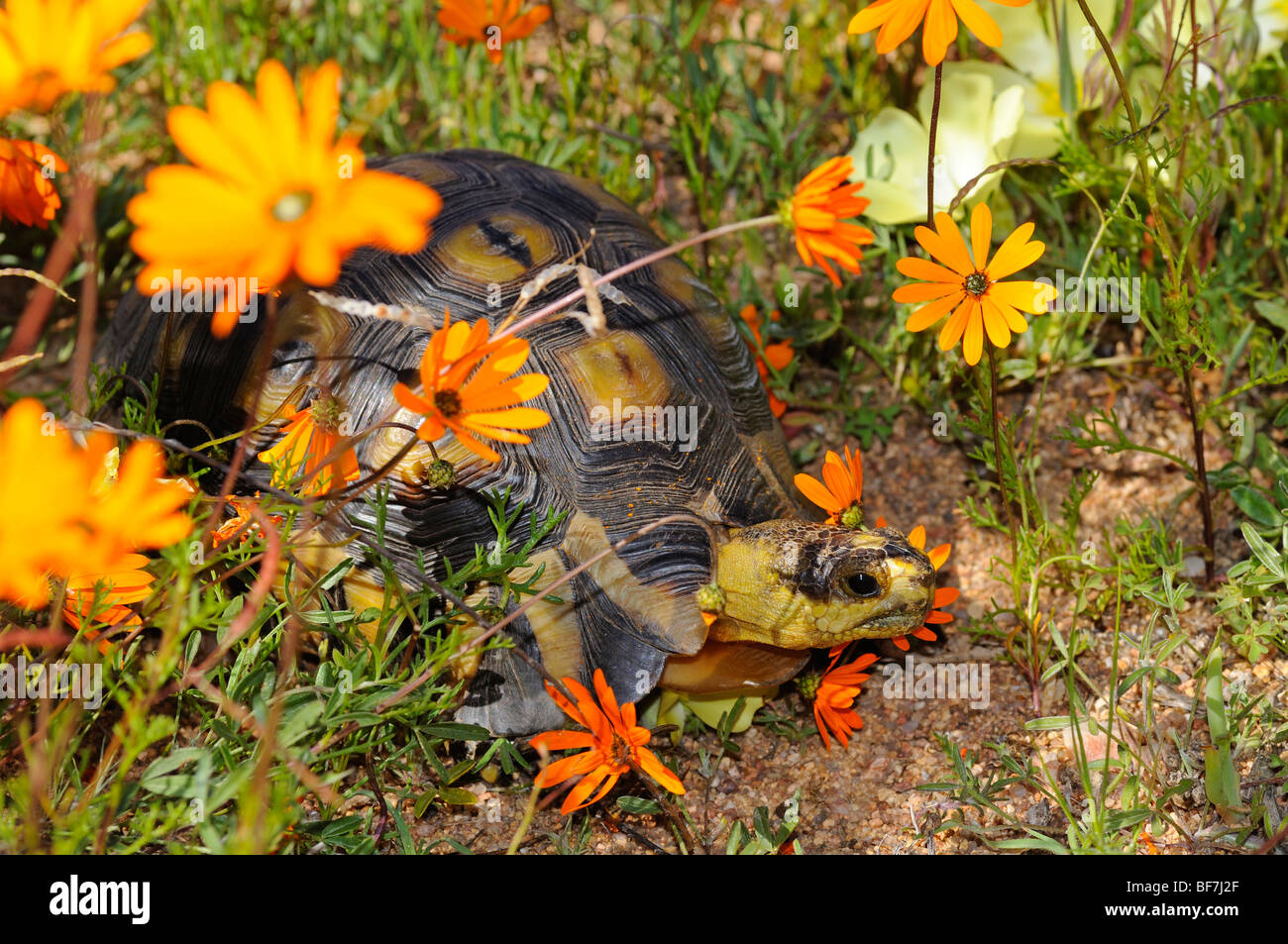Bugspriet Schildkröte unter den Frühlingsblumen, Chersina Angulata, Namaqualand, Südafrika Stockfoto