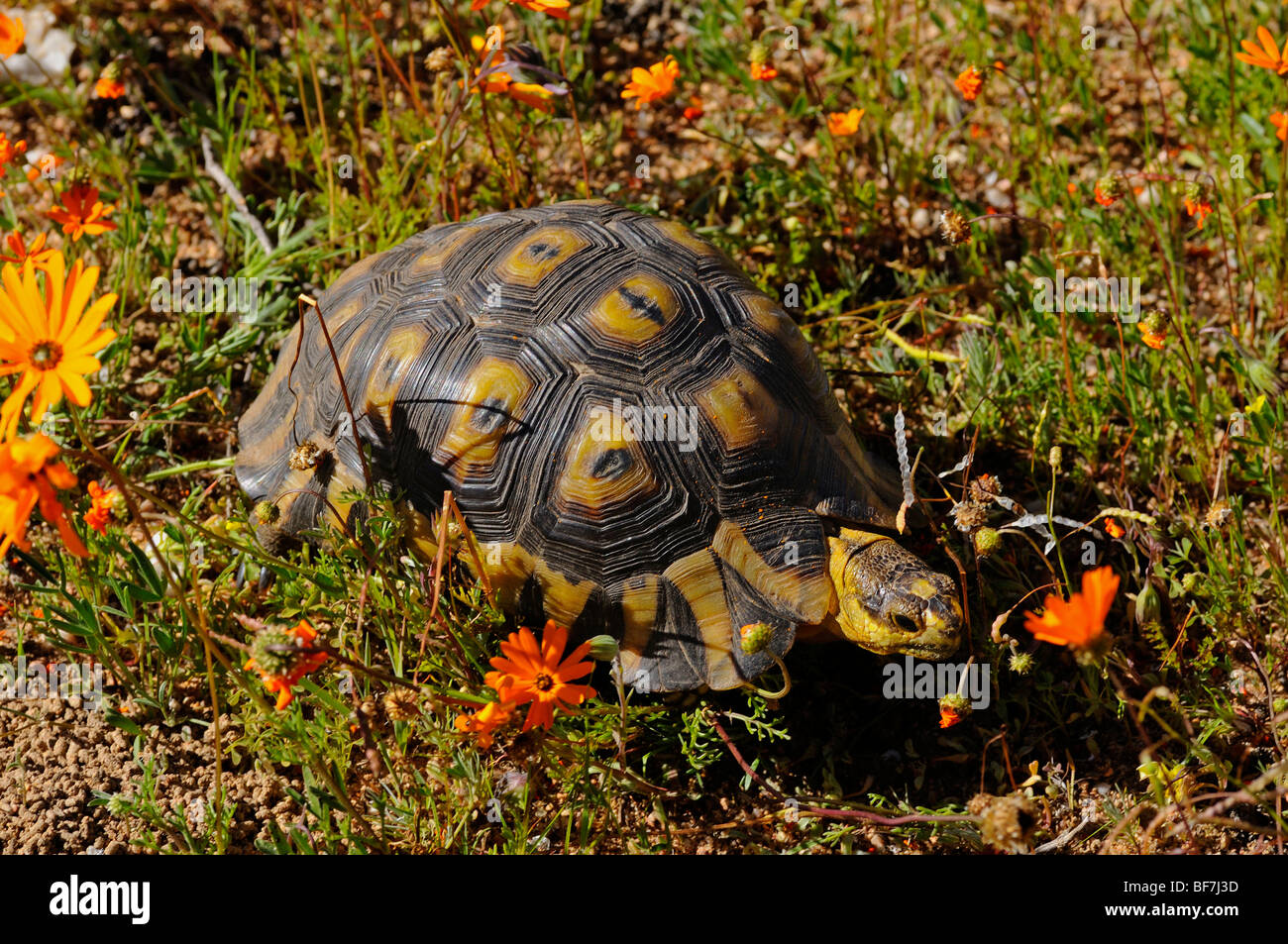 Bugspriet Schildkröte, Chersina Angulata, Namaqualand, Südafrika Stockfoto