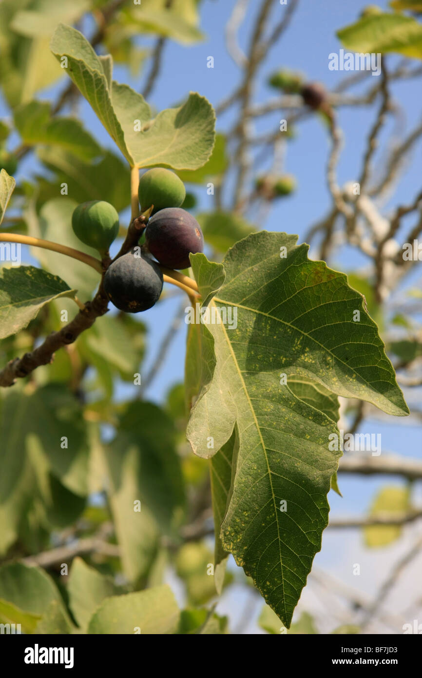 Israel, führte, einen Feigenbaum im Park Kanada Stockfoto