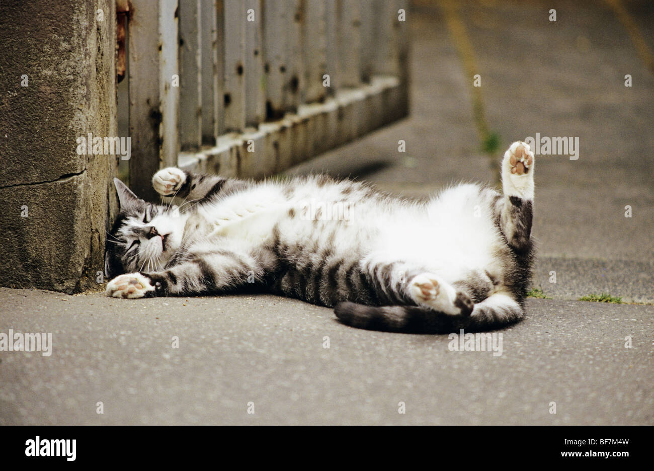 Katze liegt auf dem rücken -Fotos und -Bildmaterial in hoher Auflösung –  Alamy