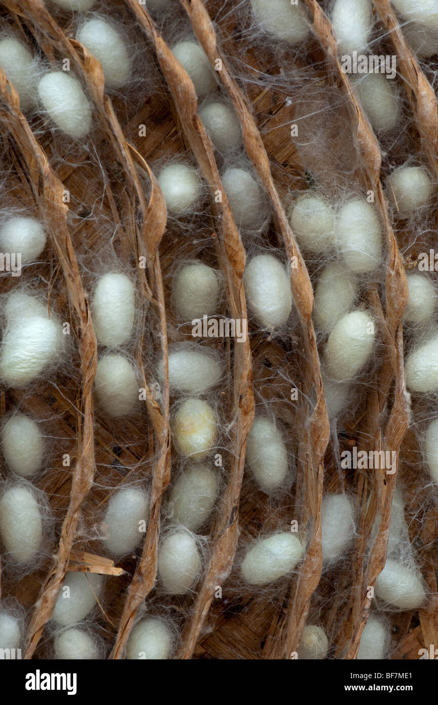Seidenraupenkokons in einem traditionellen runden Bambus Frame in der  Herstellung von Seide auf einer indischen Farm. Andhra Pradesh, Indien  Stockfotografie - Alamy