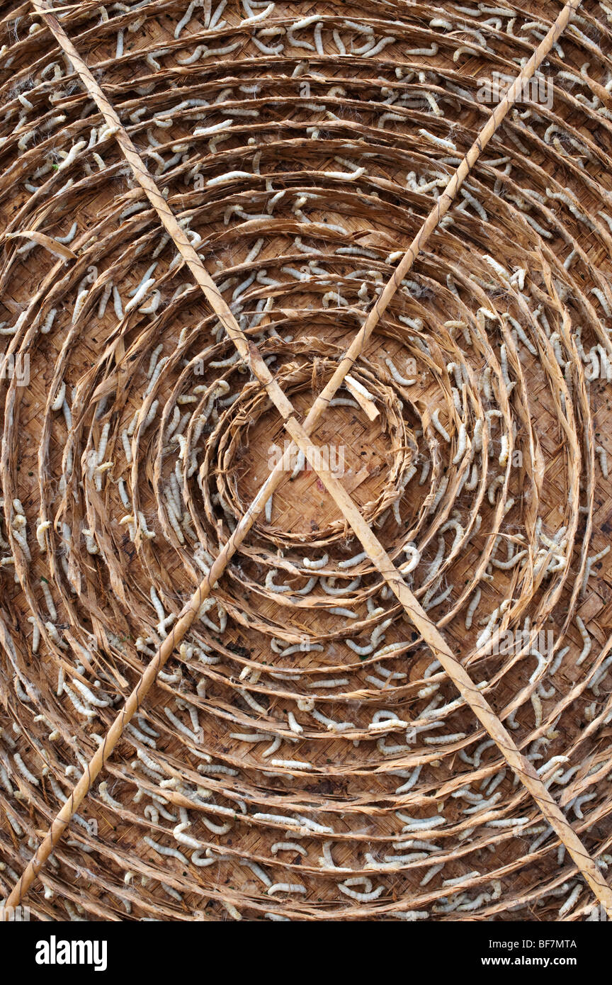 Seidenraupen spinnen Kokons in traditionellen runden Bambus Frames, die bei  der Herstellung von Seide auf einer indischen Farm. Andhra Pradesh, Indien  Stockfotografie - Alamy