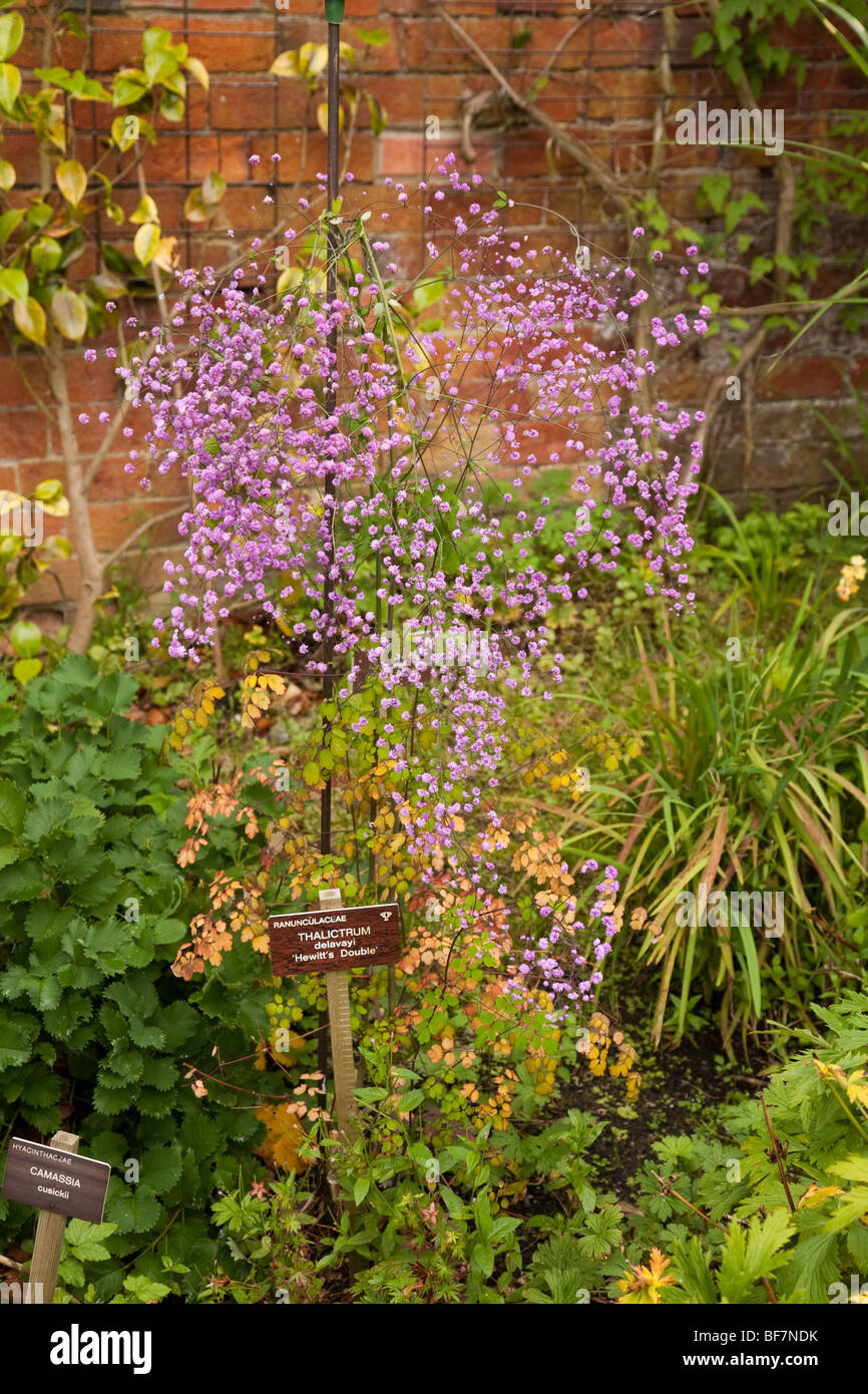 Holehird Gärten, Heimat der Lakeland Horticultural Society, sind 10 Hektar Hügel Seite Gärten in Windermere, Lake District Stockfoto