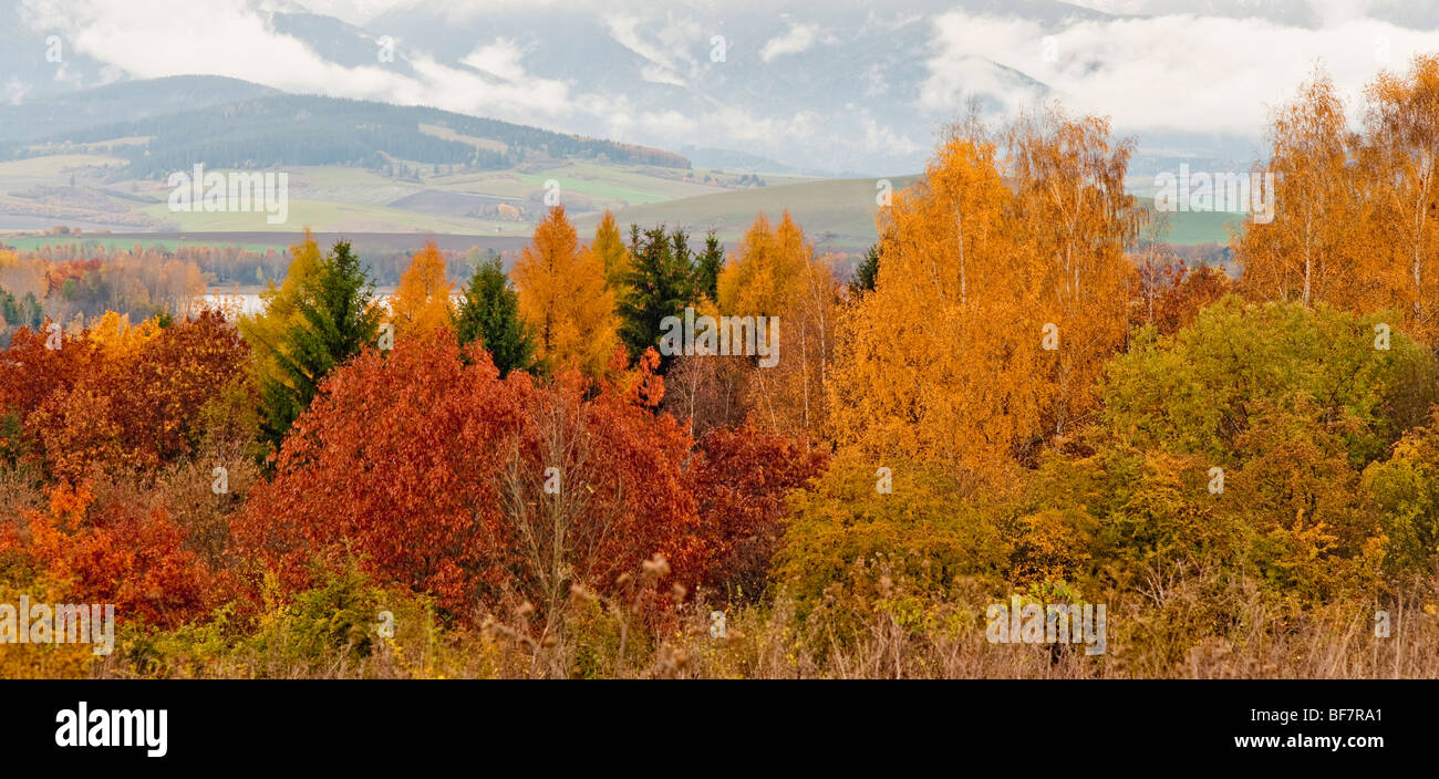 Farben des Herbstes am Baum eines Waldes mit Bergen im Hintergrund Stockfoto