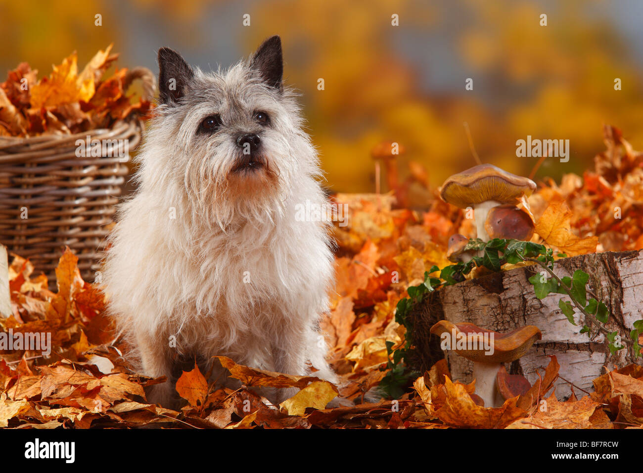 Cairn-Terrier, 14 Jahre alt / Herbst Laub Stockfoto