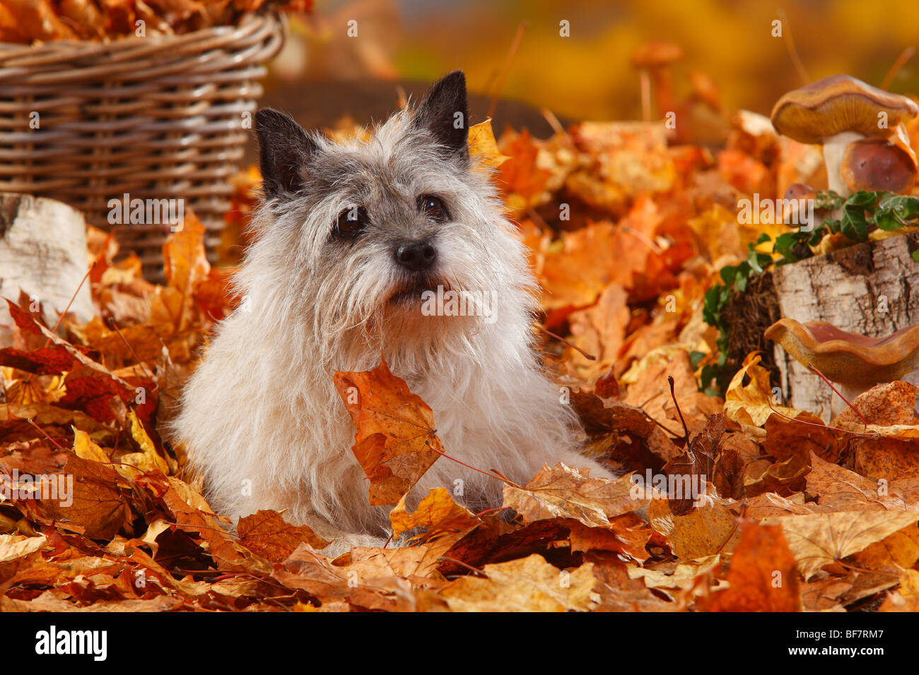 Cairn-Terrier, 14 Jahre alt / Herbst Laub Stockfoto