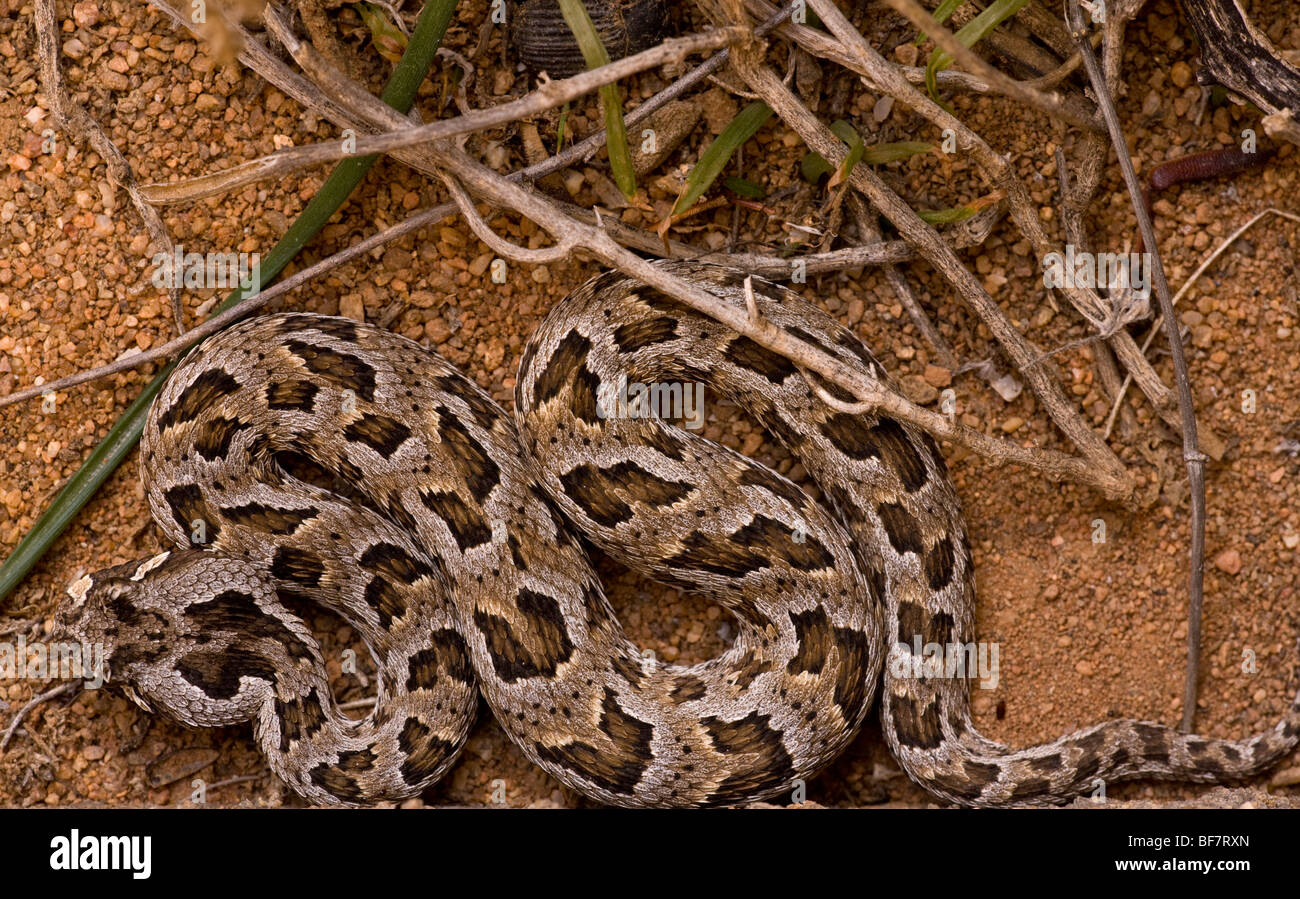Ein n-gehörnte Addierer Bitis Cornuta in der Namaqua Wüste, Südafrika Stockfoto