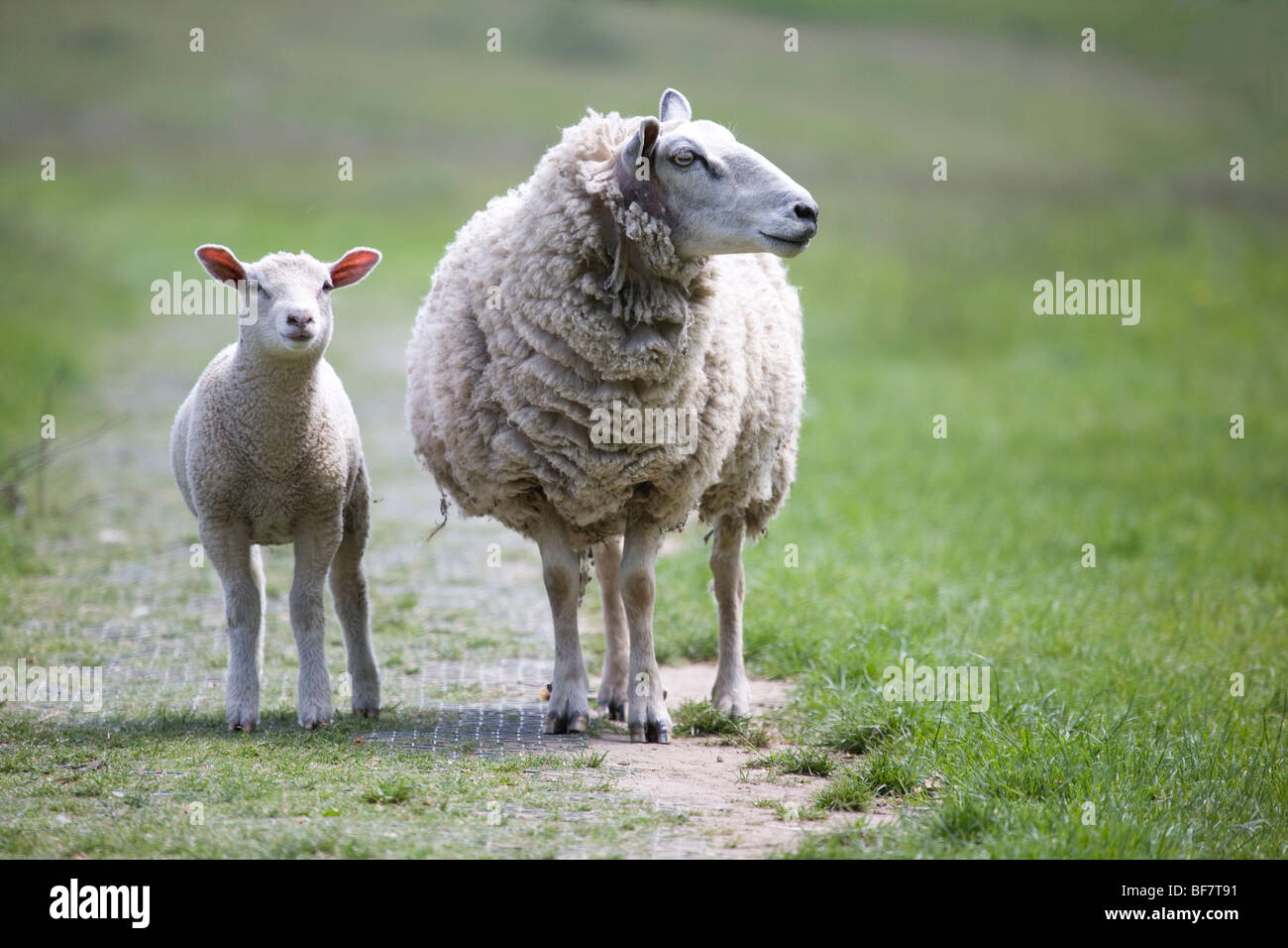 Schaf und Lamm Ovis Aries in Bretton Country Park Stockfoto