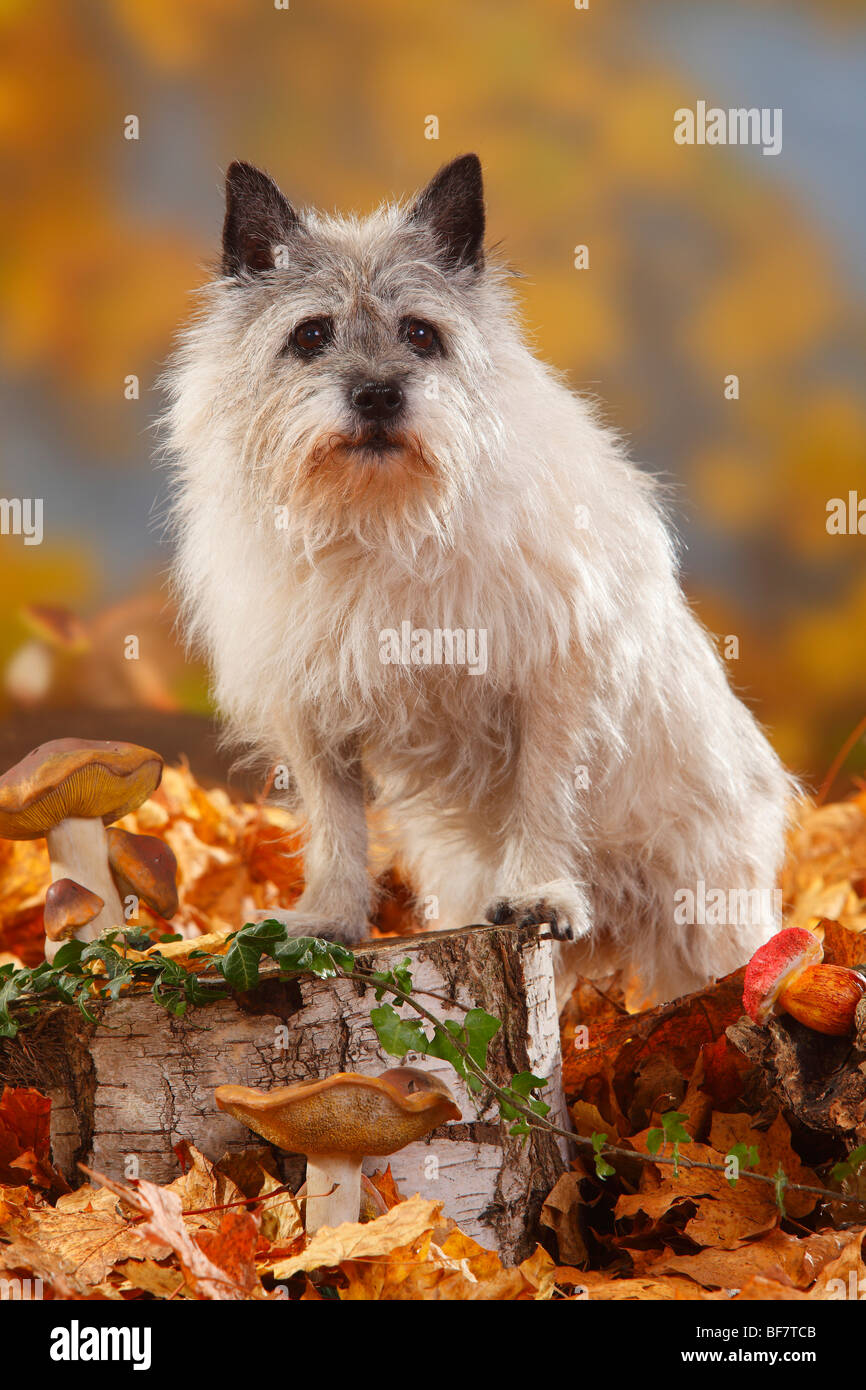 Cairn-Terrier, 14 Jahre alt / Herbst Laub Stockfoto