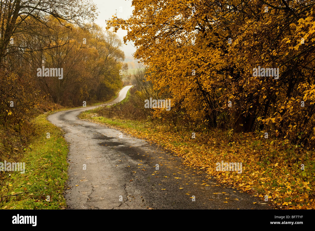 rechtdrehend Straße im Herbst gelbe Land Stockfoto