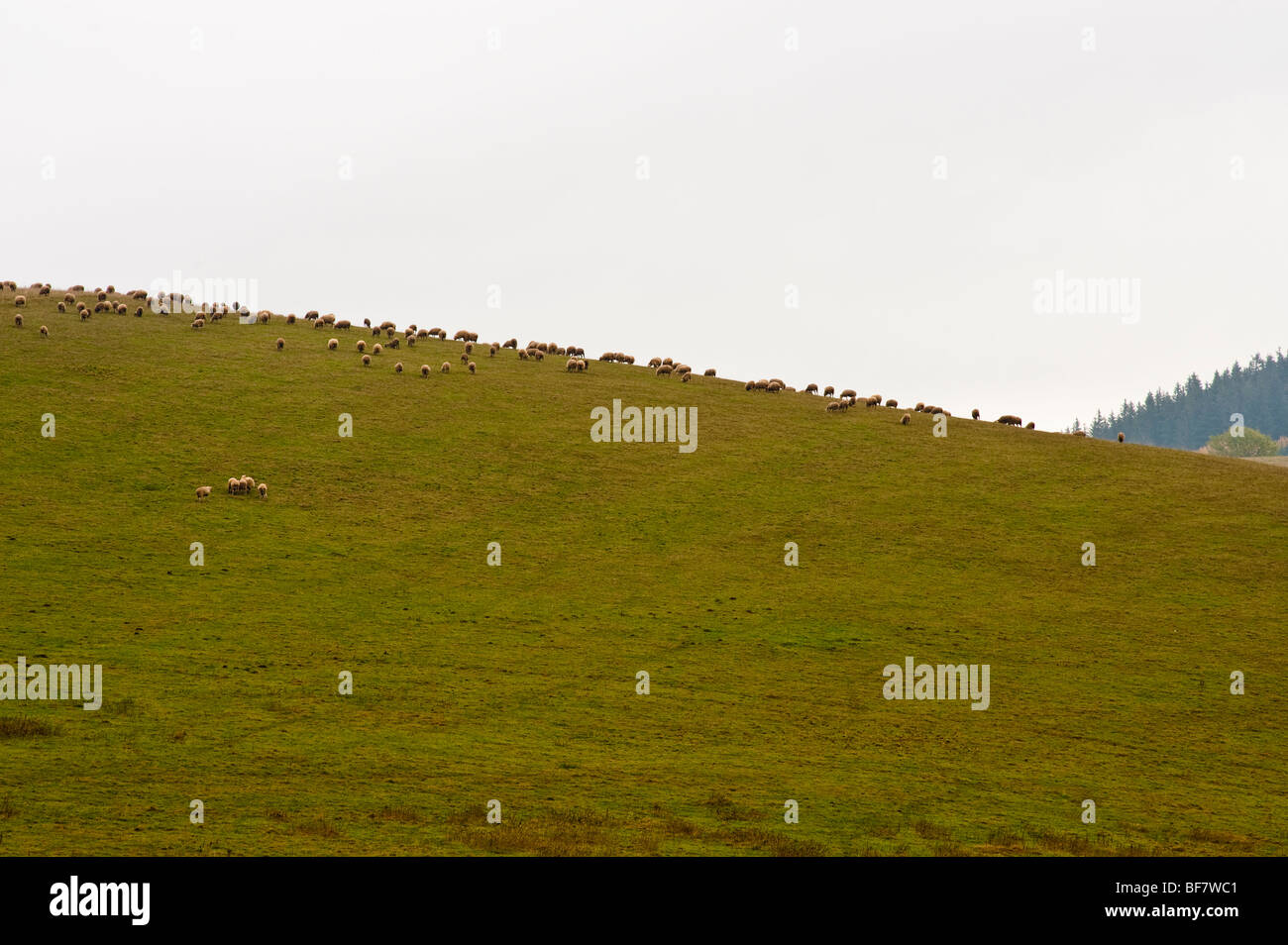 Schafe auf einem grünen Hügel mit weißen bewölktem Himmel Stockfoto