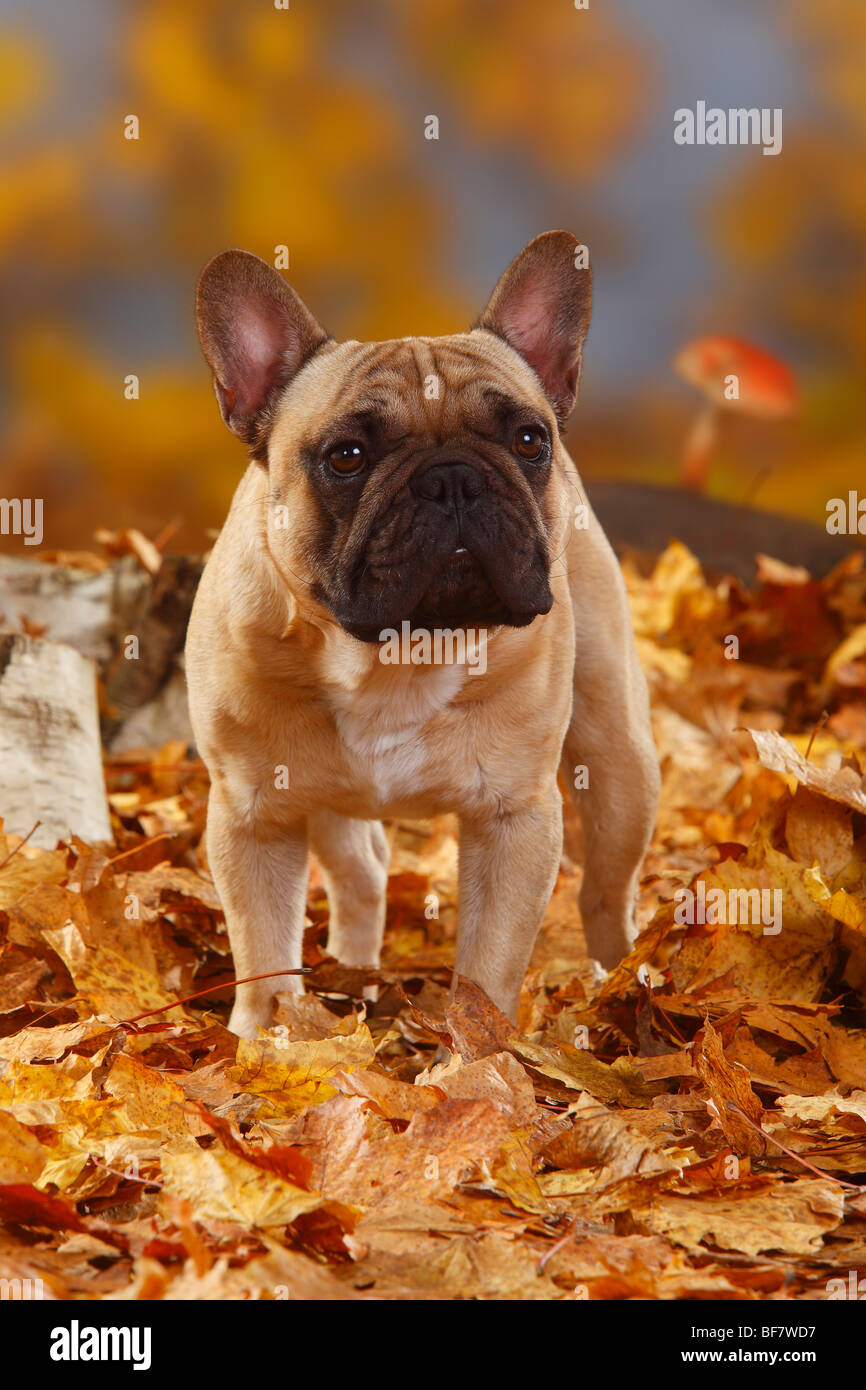 Französische Bulldogge / Herbst Laub Stockfoto