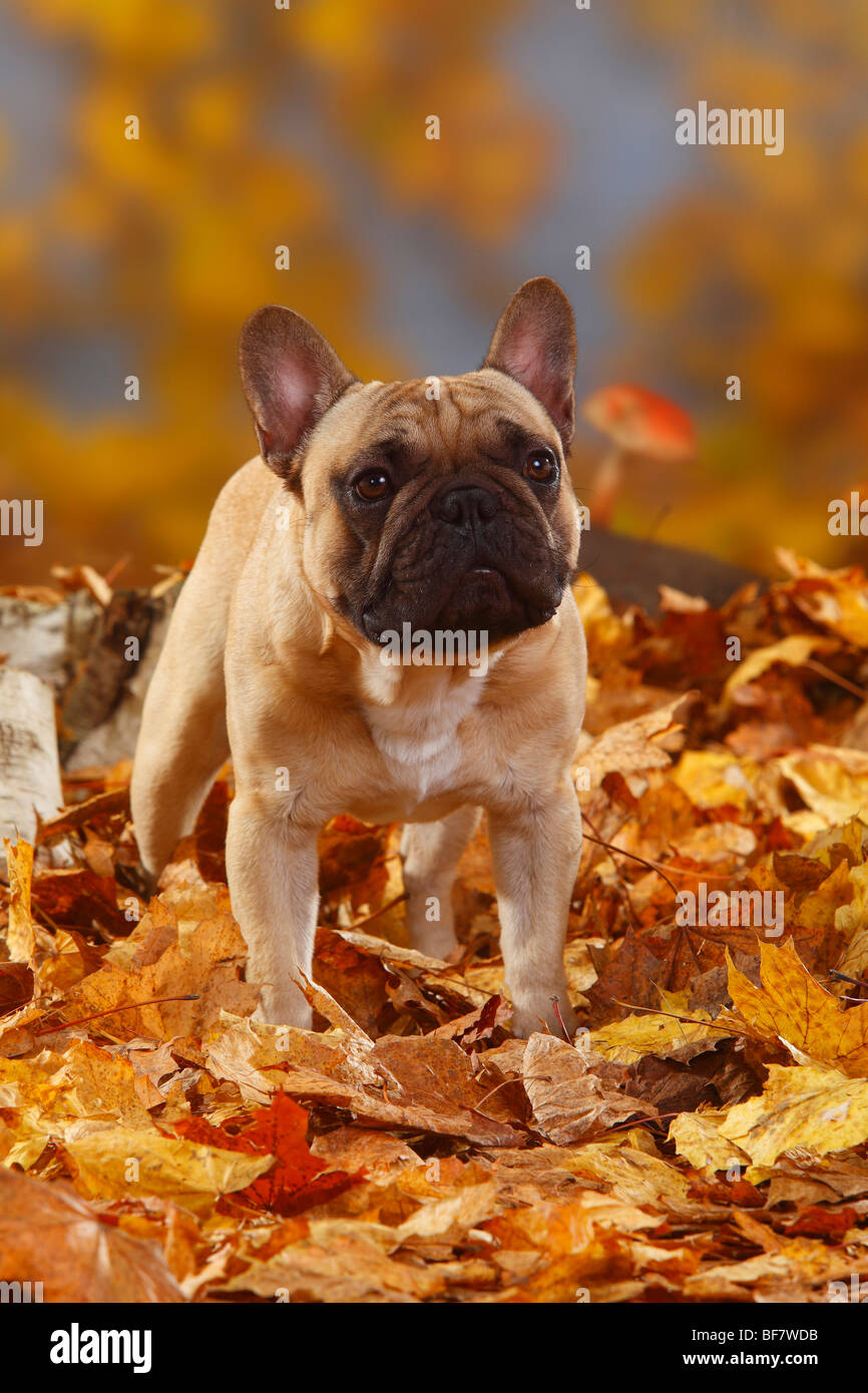 Französische Bulldogge / Herbst Laub Stockfoto