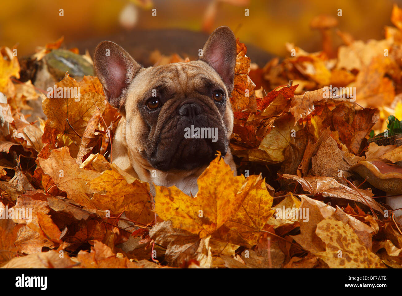 Französische Bulldogge / Herbst Laub versteckt Stockfoto