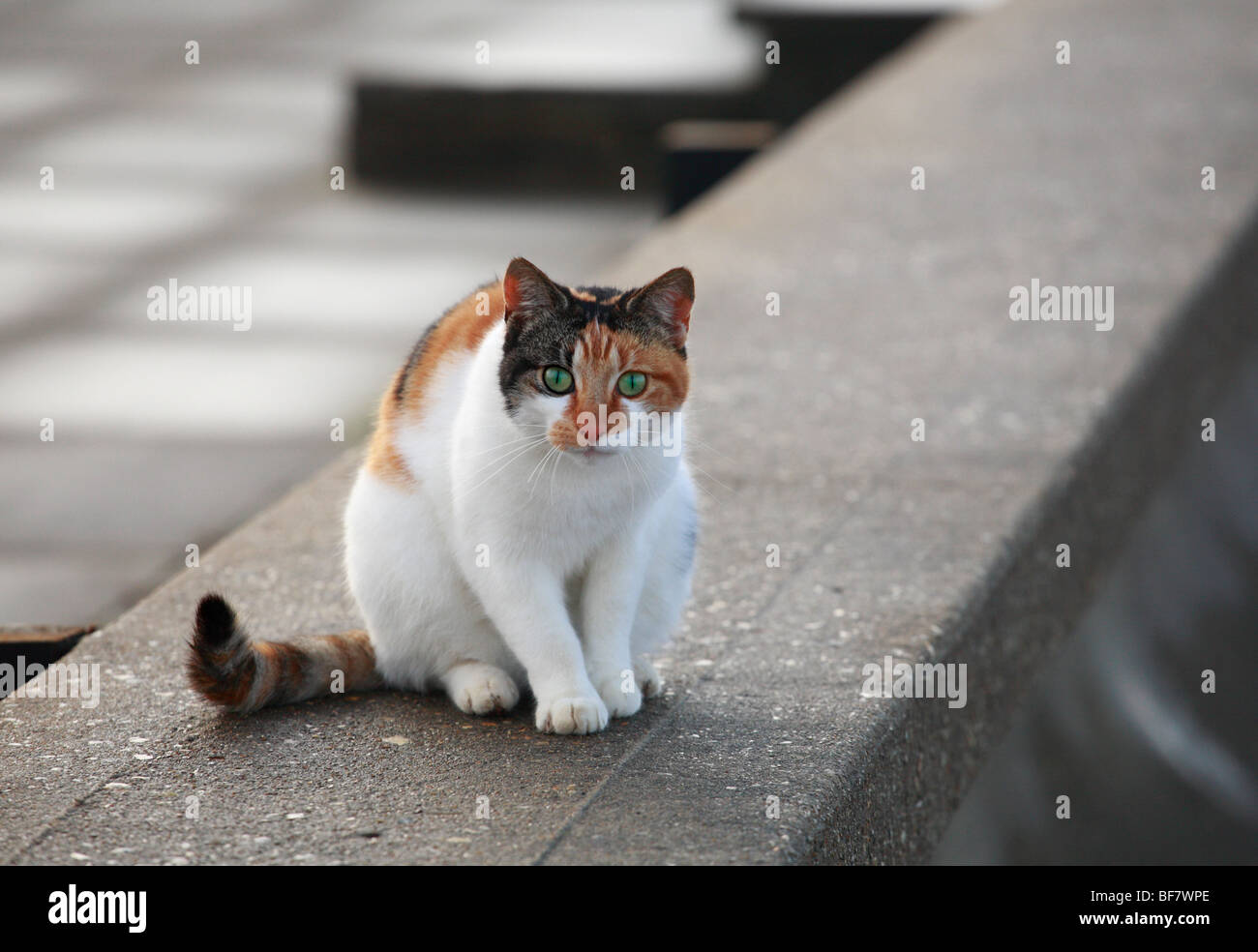 Junge, grüne Augen, Hauskatze sitzt oben auf einer Mauer. Stockfoto