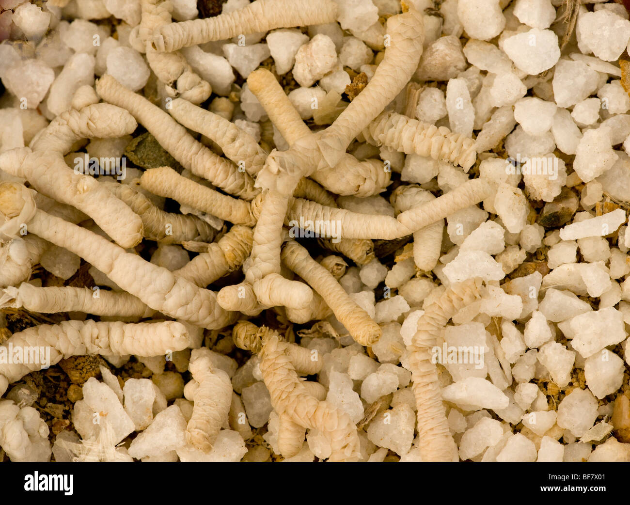 Anacampseros albissima Fotos und Bildmaterial in hoher Auflösung Alamy