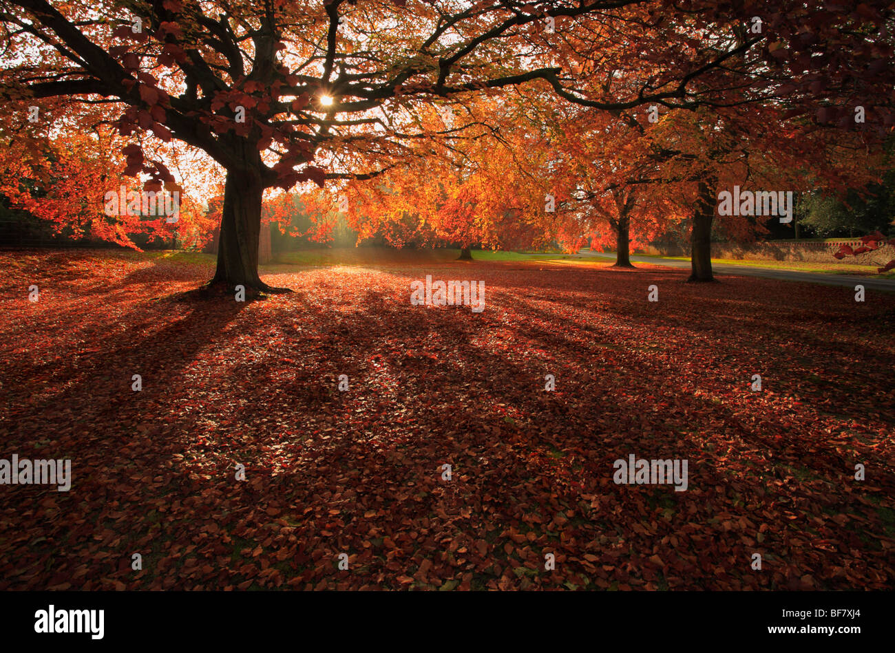 Sonnenlicht durch rote Herbst Blätter auf Buche in Sandringham, Norfolk. Stockfoto