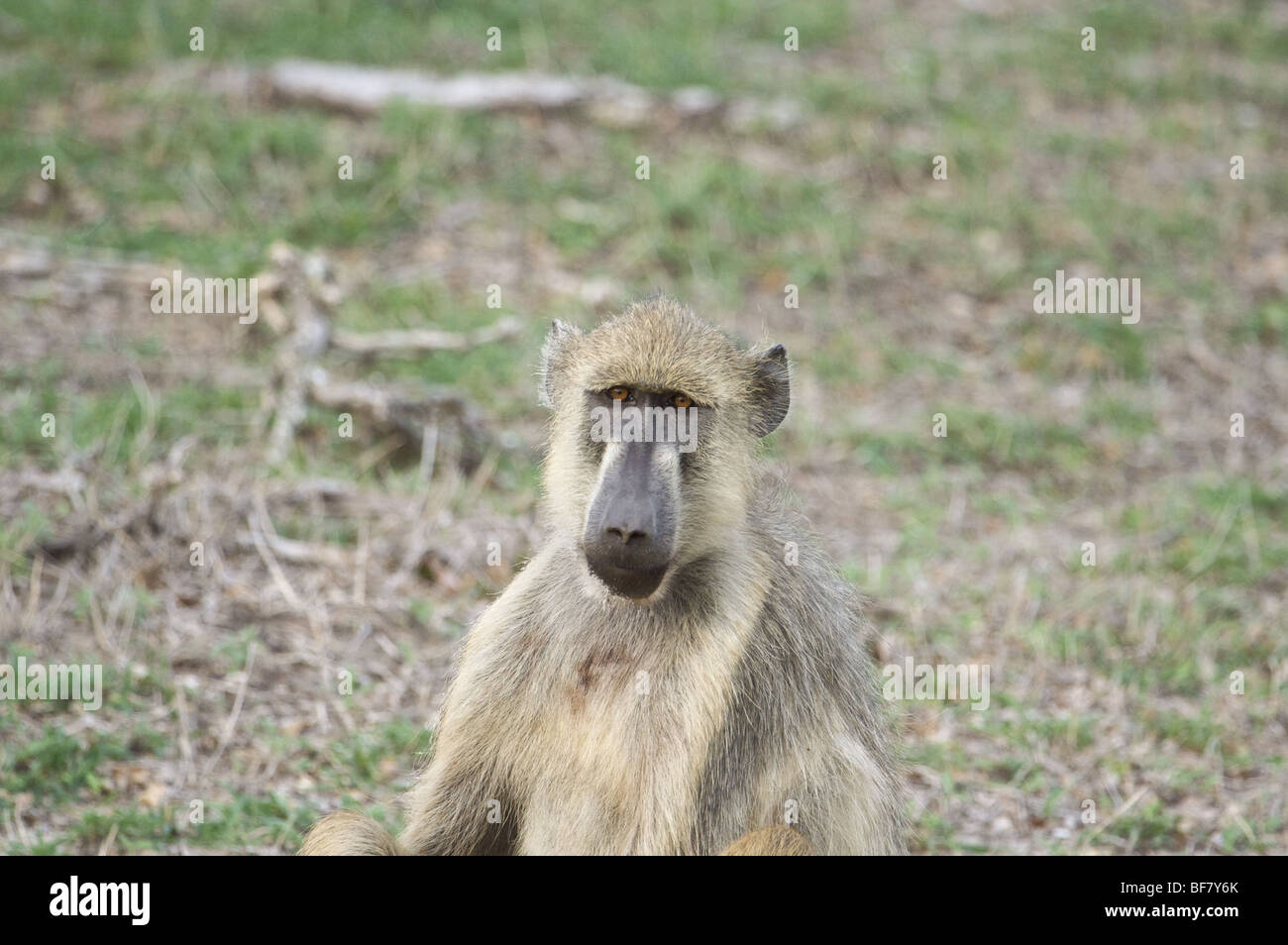 Gelbe Pavian von Selous Game Reserve Tansania, Ostafrika-region Stockfoto