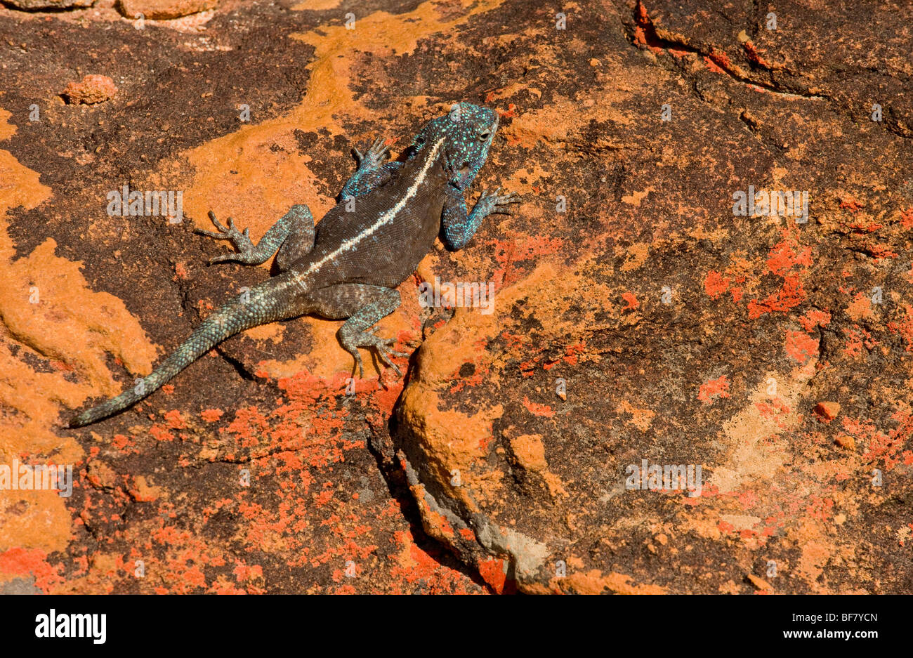 Southern Rock Agama Agama Atra; Mann auf Flechten bedeckten Sandsteinfelsen, Cederberge, Südafrika Stockfoto