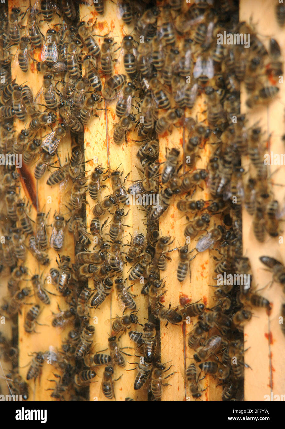 Bienen in einem Bienenstock Stockfoto