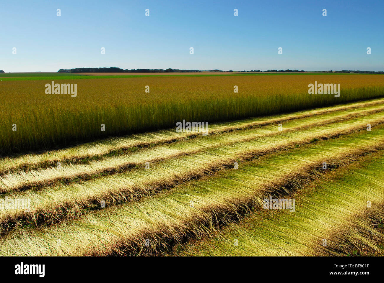 Flachs-Industrie: Flachs Ernte Stockfoto