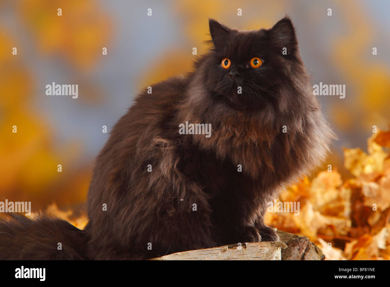 British Longhair Katze, Kater, schwarz / Highlander, Flachland, Britanica Stockfoto