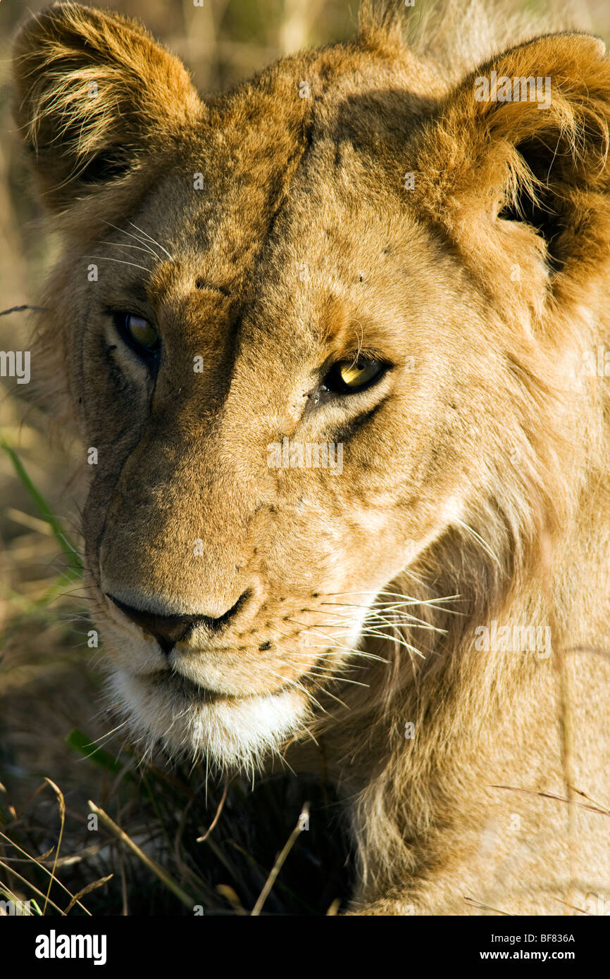 Gesicht des jungen Löwen - Masai Mara National Reserve, Kenia Stockfoto