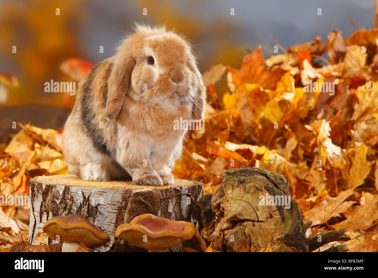 Hängeohrigen Zwerg Kaninchen / Inland Kaninchen Stockfoto