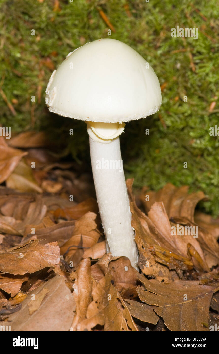 Würgengel Pilz (Amanita Virosa), der ist giftig Stockfoto
