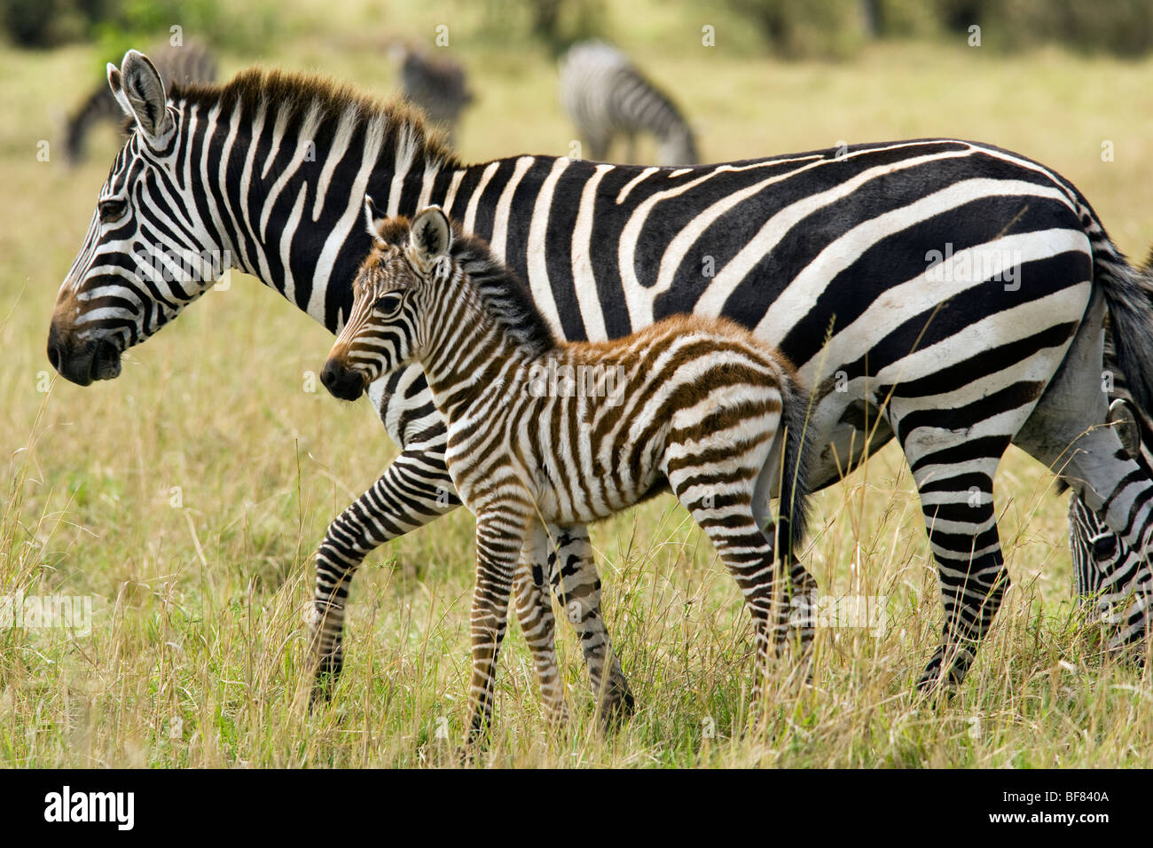 Gemeinsamen Zebra Mutter und Baby - Masai Mara National Reserve, Kenia Stockfoto