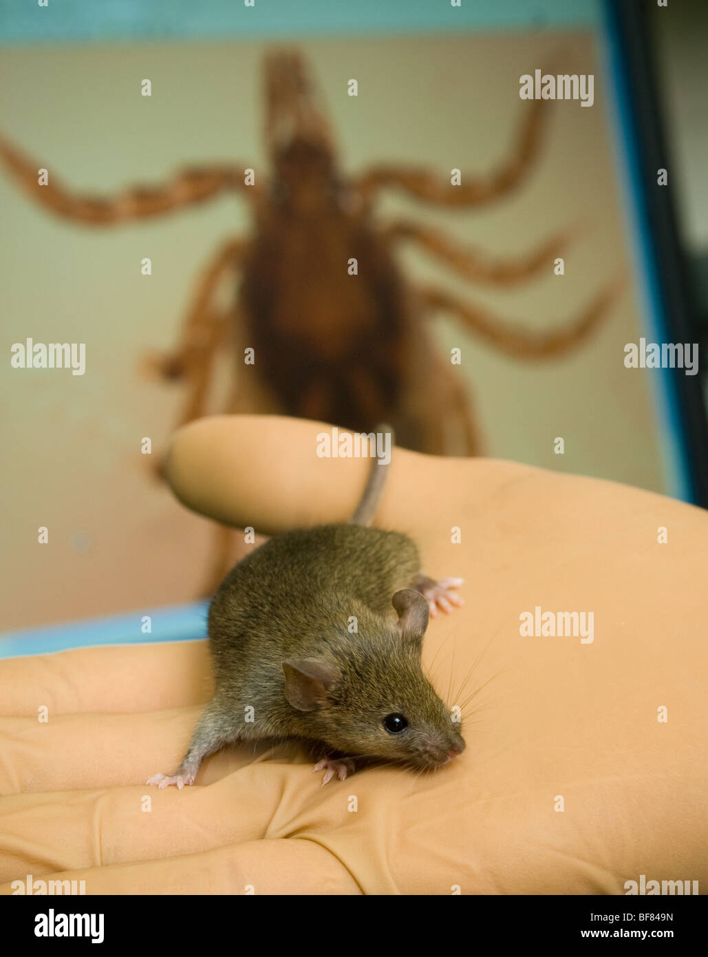 Maus und Tick Bild, Lyme-Borreliose Forschung Stockfoto