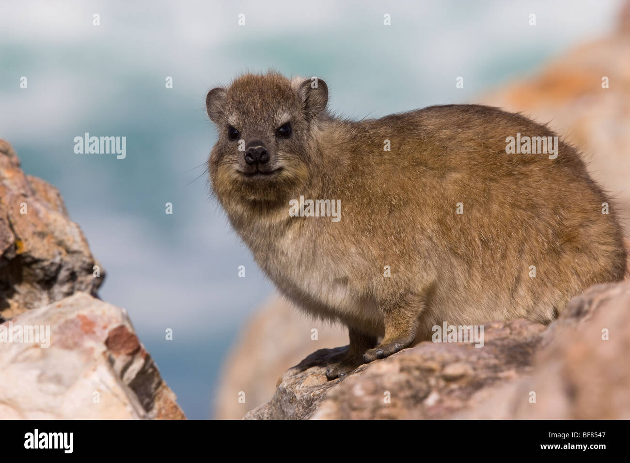 Rock Klippschliefer oder Felsen Hyrax, Procavia Capensis, Südafrika Stockfoto