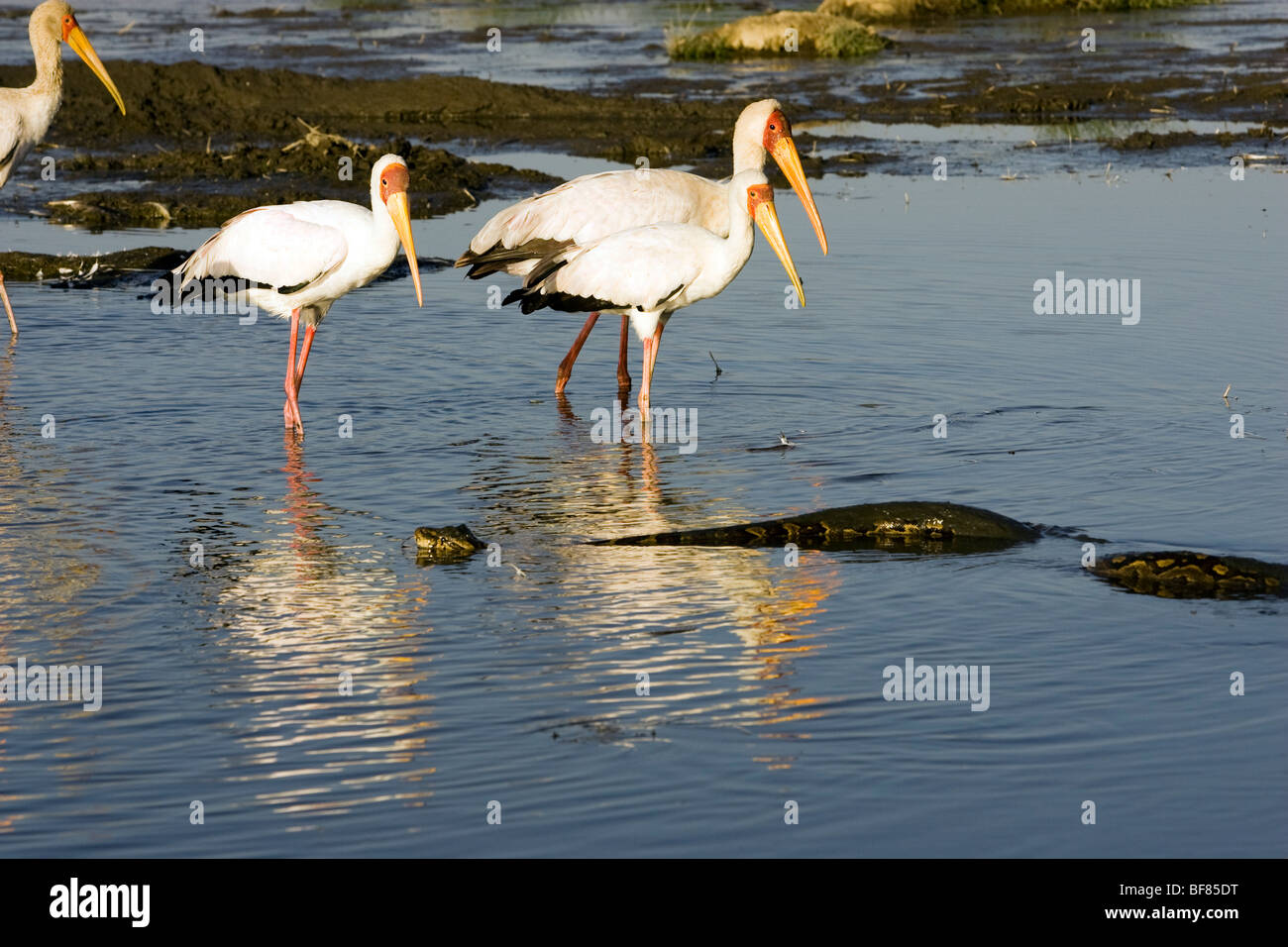 African rock python -Fotos und -Bildmaterial in hoher Auflösung – Alamy