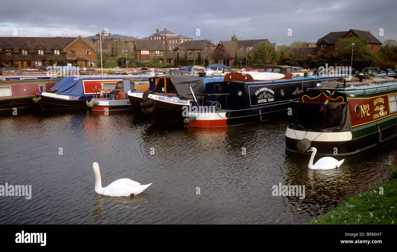 Großbritannien, England, Staffordshire, Stoke-on-Trent, Caldon Kanal, Schwäne in Etrurien Marina Stockfoto