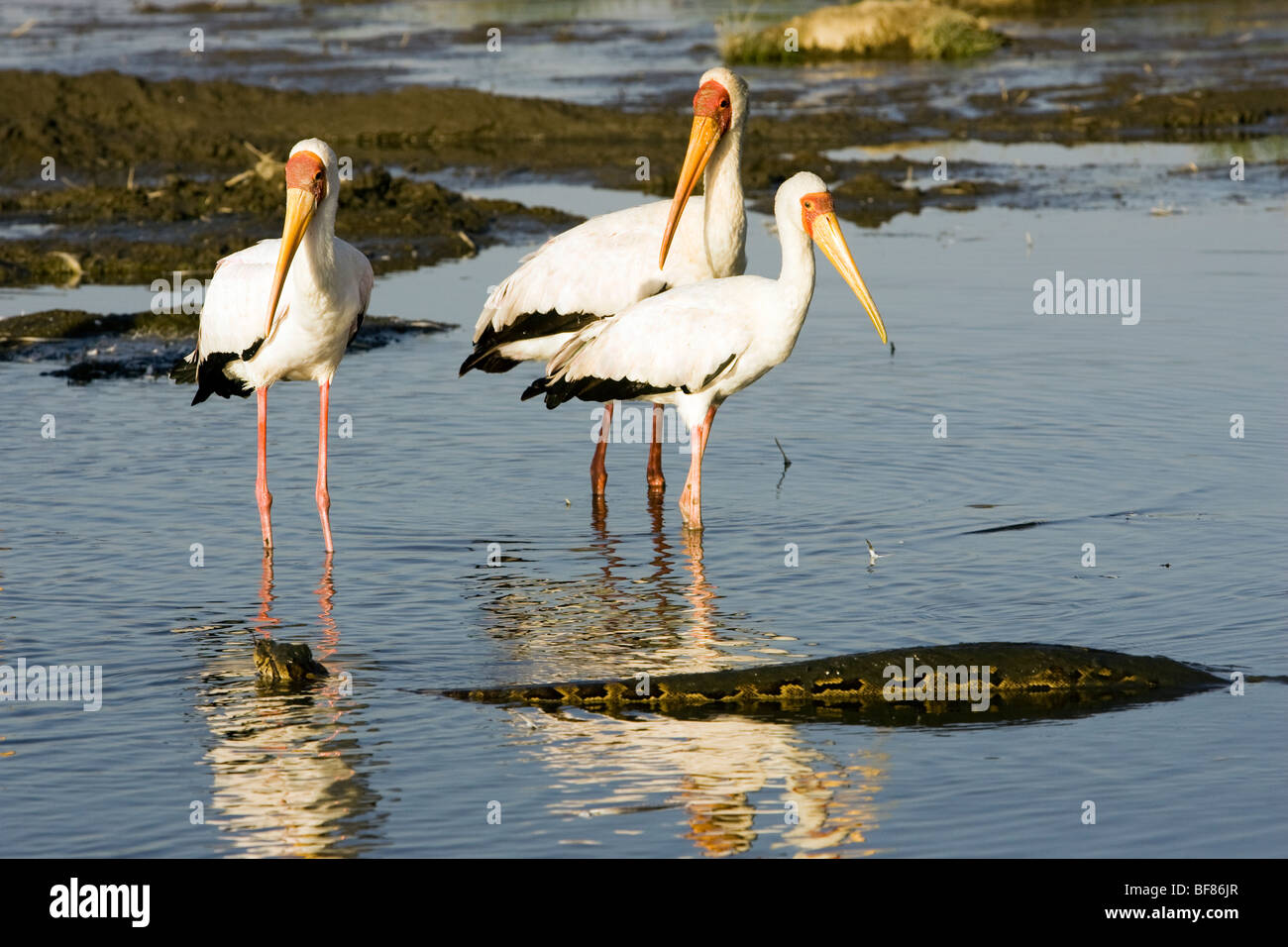 African Rock Python und Yellow-Billed Störche - Lake-Nakuru ...