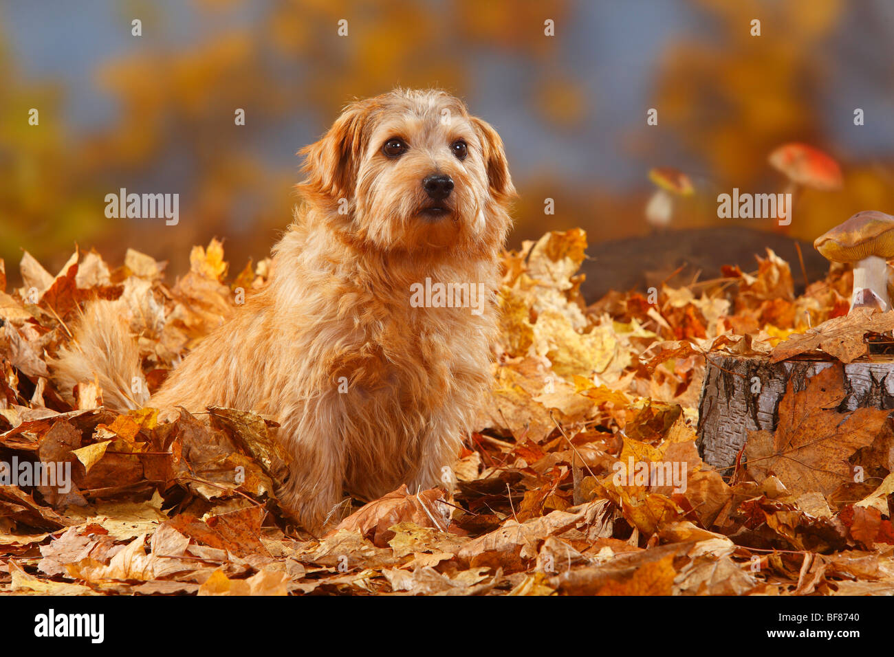 Norfolk Terrier / Herbst Laub Stockfoto