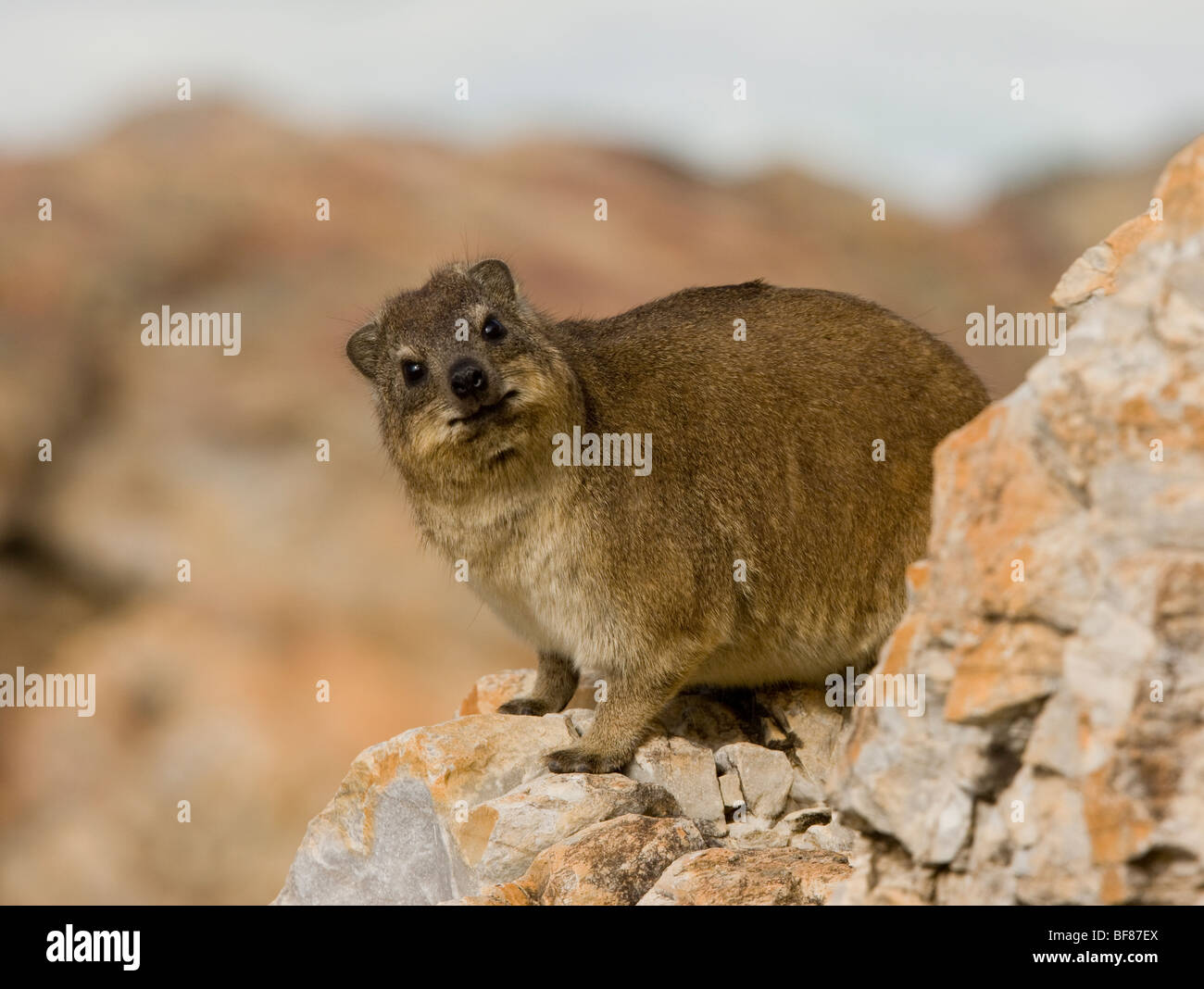 Rock Klippschliefer oder Felsen Hyrax, Procavia Capensis, Südafrika Stockfoto