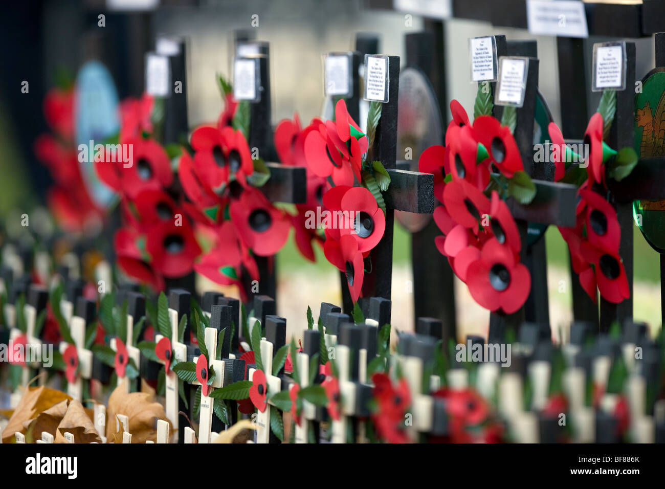 Kreuze und roter Mohn im Feld Erinnerung in der Westminster Abbey im Zentrum von London Stockfoto