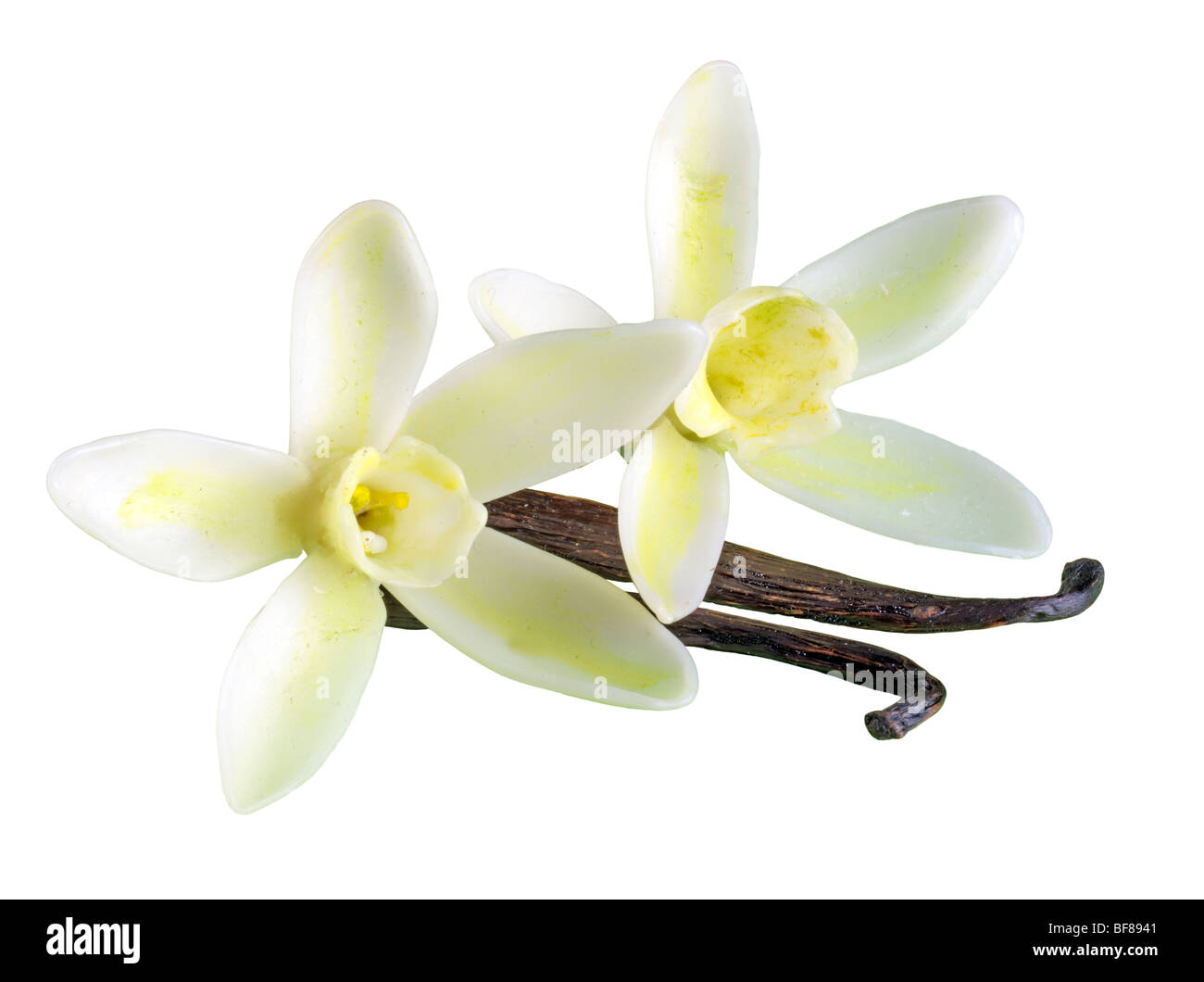 VANILLE BLÜTEN MIT PODS Stockfoto