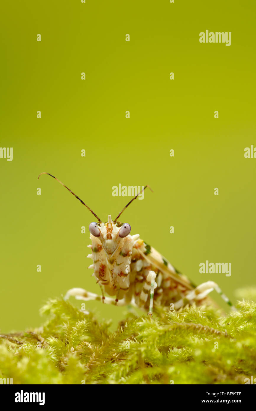Blume-Mantis Stockfoto
