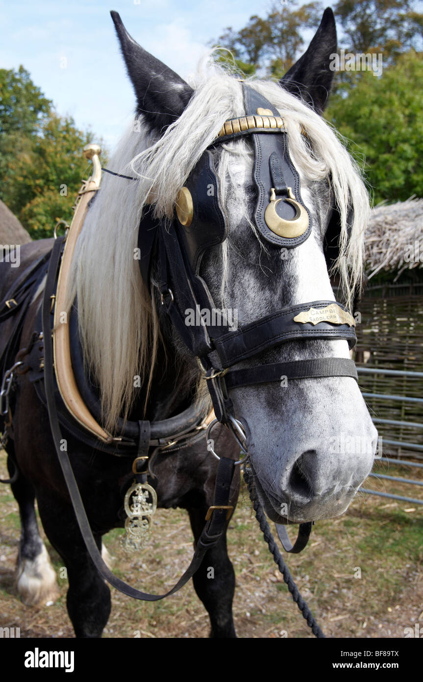 Percheron Pferd in traditioneller Kabelbaum Stockfoto