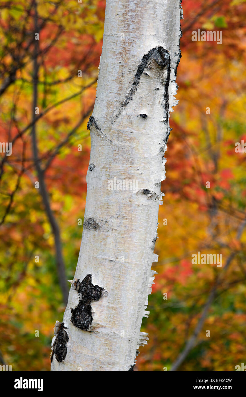 Birke Baumstamm mit Herbst Farbe hinter in den White Mountains National Forest in New Hampshire Stockfoto