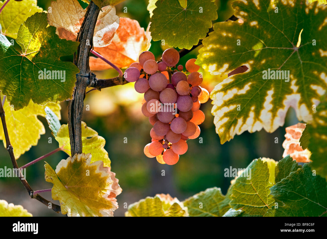 Gewürztraminer reife Trauben in der Domaines Dopff Weinberg im herbstlichen Sonnenschein in der Nähe von Riquewihr, Elsass, Frankreich Stockfoto